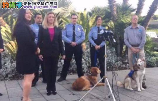 牧羊犬咬如厕女 民警开枪将其击伤防止再次伤人