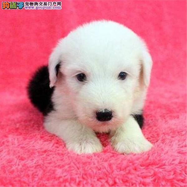 古代牧羊犬爱挠身体，而且掉毛这是怎么了