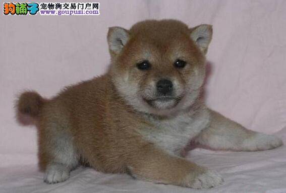 如何让柴犬吃狗粮 有什么方法可以告诉一下吗