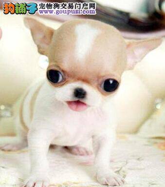 吉娃娃打疫苗之前可不可以给它洗澡