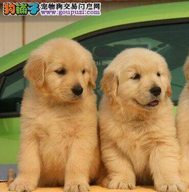 金毛犬不吃东西，没食欲咳嗽没事吧