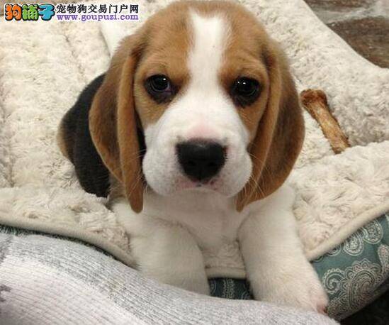 我家比格犬睡觉时总抽搐是为什么