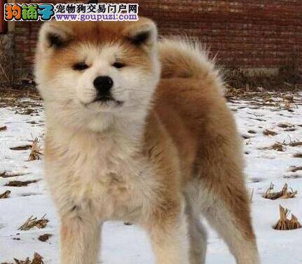 我家秋田犬流鼻涕是怎么回事