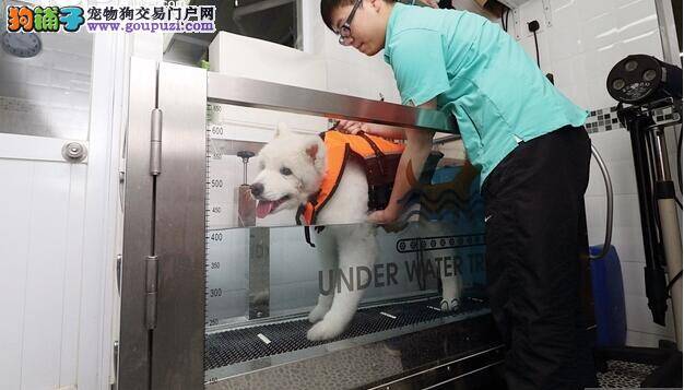 动物护理复健诊所 给年老狗狗一个幸福晚年