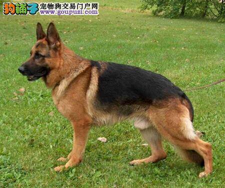 选择性喂养 饲喂不同阶段的德国牧羊犬有哪些要点