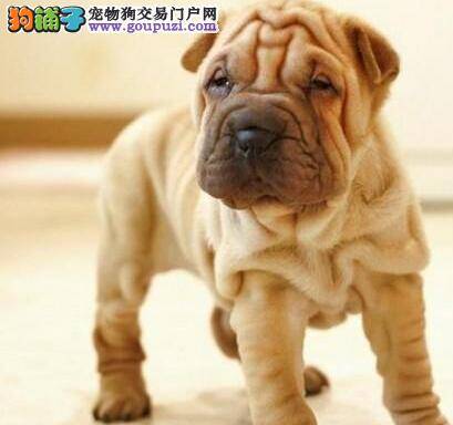 宠物喂养全集 如何喂养沙皮狗才是最科学的