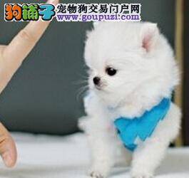 炙热考验 如何拯救我的宠物茶杯犬