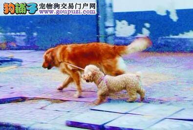 主人没空遛狗，委托金毛犬“代遛”自家的小泰迪