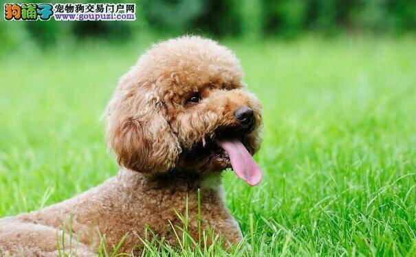 泰迪犬幼犬便秘怎么办 泰迪便秘处理方法