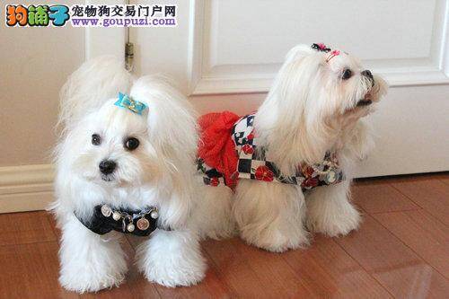 马尔济斯犬肥胖问题的合理解决方法