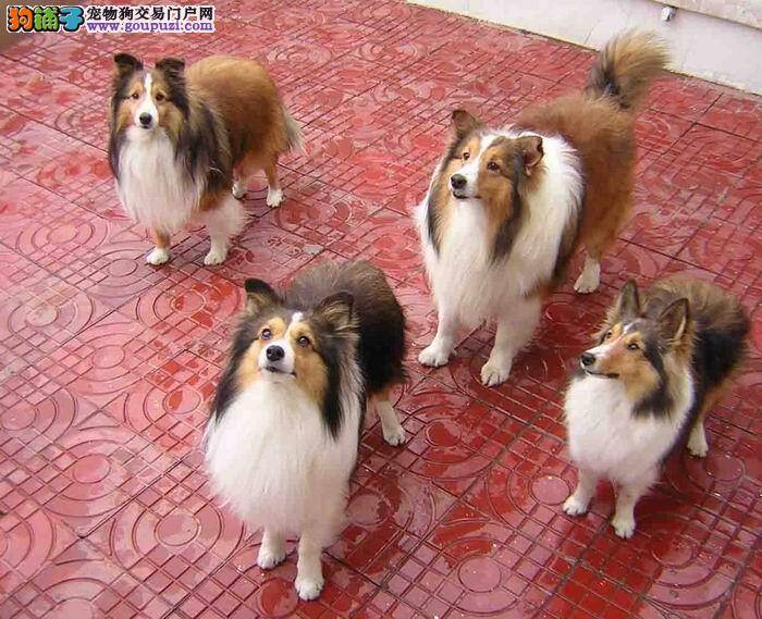 喜乐蒂犬身上十分瘙痒是怎么回事