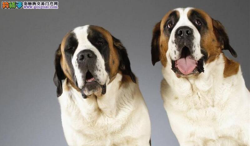 如何在冬季解决好圣伯纳犬的衣食住行