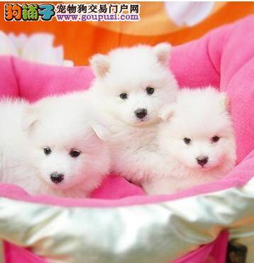 银狐犬鼻子偶尔会发热是上火了吗