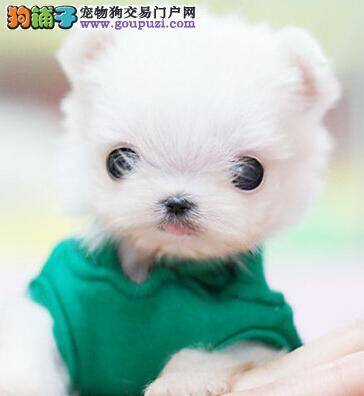 饲养好方法 如何纠正茶杯犬随地大小便的问题