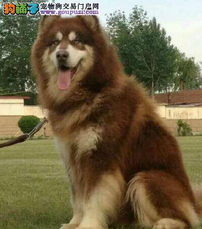 如何消灭阿拉斯加犬身上的螨虫