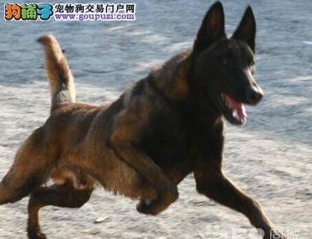 精湛的美容手艺 让马犬的毛发瞬间变的光亮又柔顺