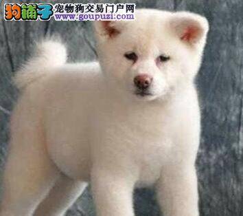 我家秋田犬最近几天拉稀，这个时候可以驱虫吗
