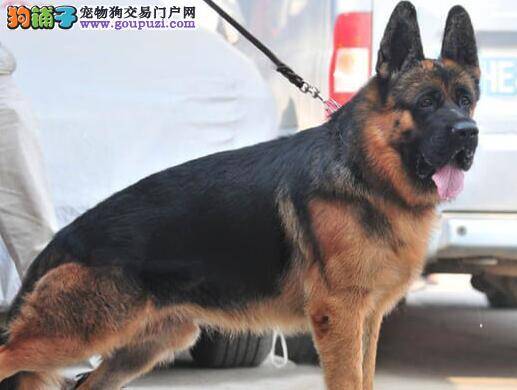 德国牧羊犬胆子小，害怕客人怎么办