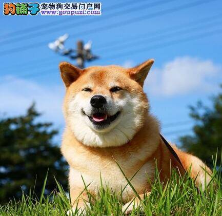 体现柴犬的身体健康状况是否良好的几个方面