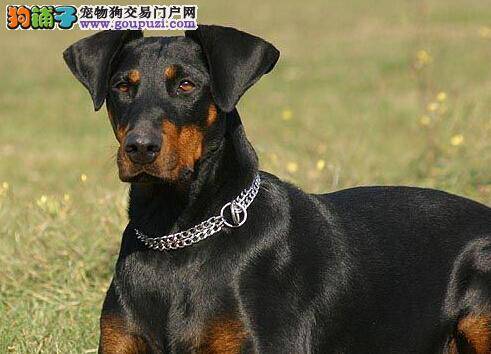 教宠物家长轻松解决杜宾犬洗脸问题