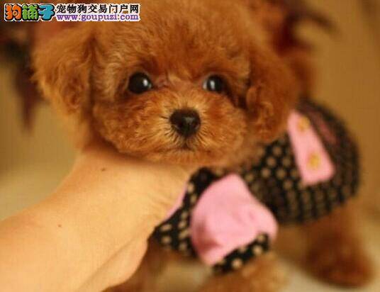 泰迪犬流泪眼屎多用什么眼药水医治