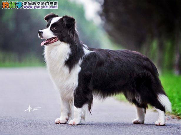 【边境牧羊犬价格】纯种边境牧羊犬多少钱一只（全国报价）