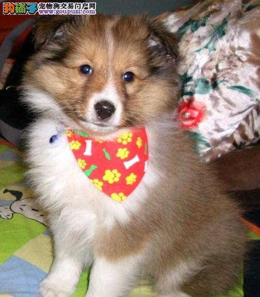 饲养一只三个月的苏格兰牧羊犬应准备些什么