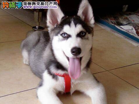 训犬听话要训练 怎样让哈士奇无条件服从主人的命令