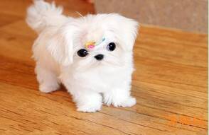 你给马尔济斯犬的营养品真的符合标准吗