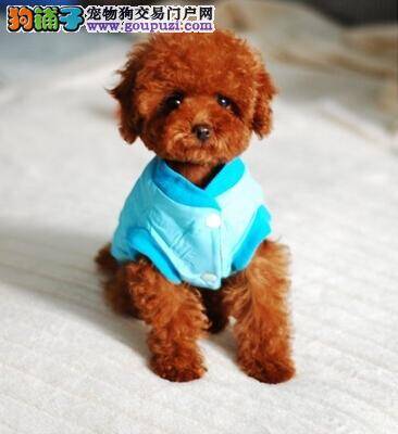 训练泰迪犬讲技巧 成功自然来