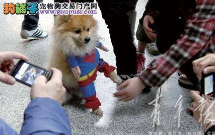 “超人”博美犬亮相上海宠物展