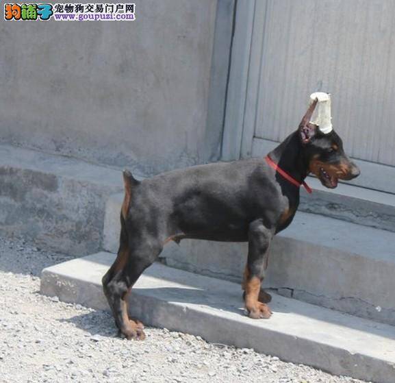 最近杜宾犬出现口腔溃疡没有精神，求救