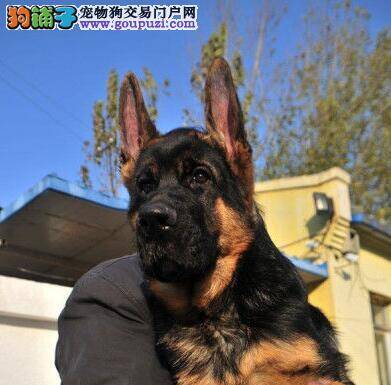 未满月的德国牧羊犬没精神，肚子大应怎么办