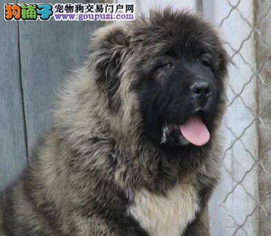 高加索犬吃驱虫药后吐了是什么问题