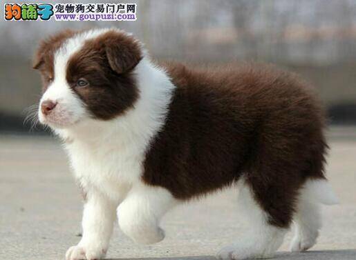 边境牧羊犬便便很费劲，有点干燥如何是好