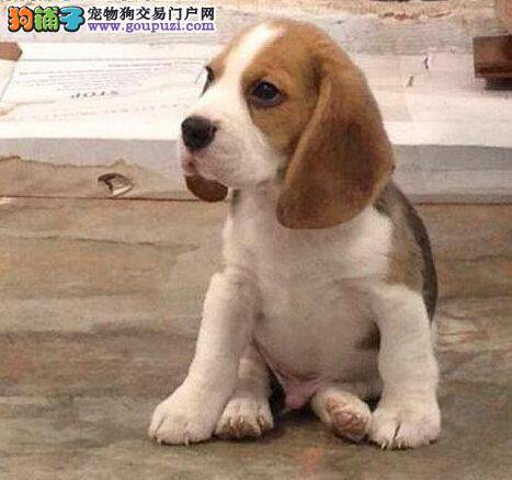 三个月的比格犬没精神和食欲是什么毛病