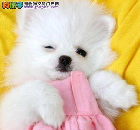 分析原因解决问题 博美犬不吃狗粮怎么办