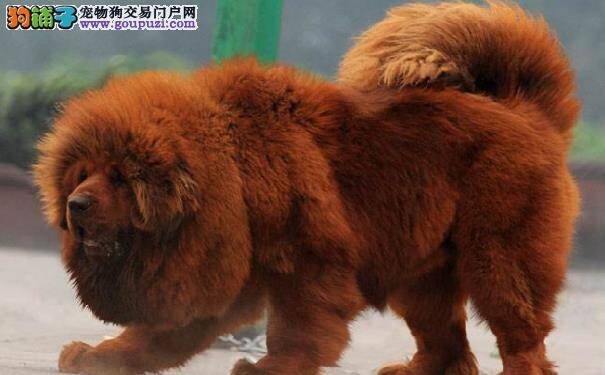 古老巨犬西藏獒犬  养藏獒的准备