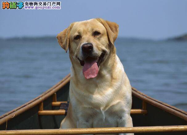 饲养狗狗好处多 拉布拉多犬的性格优势