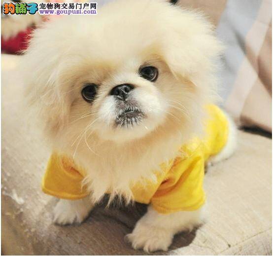 京巴犬拉稀，流清鼻涕有眼屎是什么情况