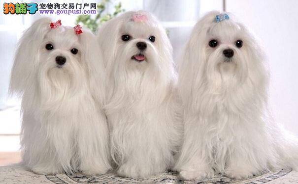 怎样让马尔济斯犬的毛发越来越好看 打理毛发的方法