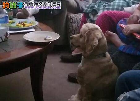 萌犬坐怀不乱 面对美食不动心