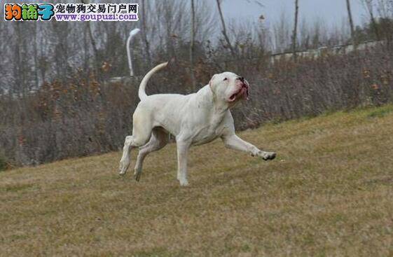 怎样喂好杜高犬 分析饲养杜高犬的几个方面