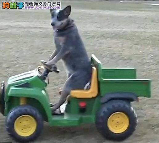 澳大利亚公园上演现实中狗狗驾驶儿童车的一幕