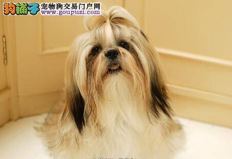 美容慢慢来怎样给西施犬做美容的效果最好