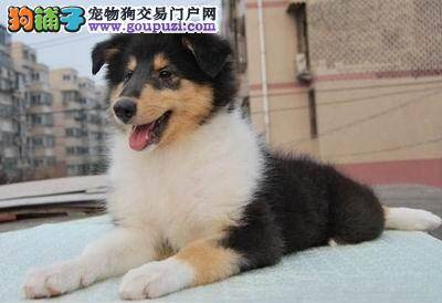 苏格兰牧羊犬坏肚子还与天气有关吗