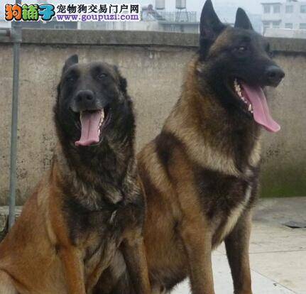 一年有四季 寒冬季节护理马犬应远离哪些问题