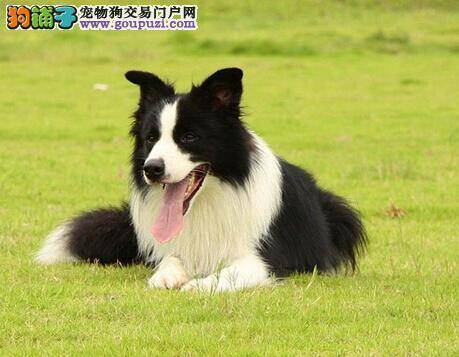 狗狗节育最佳年龄 什么时候给边境牧羊犬做节育最合适