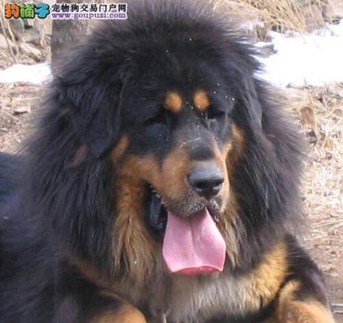 医疗一本全 藏獒的肛门出现发炎问题应怎么办