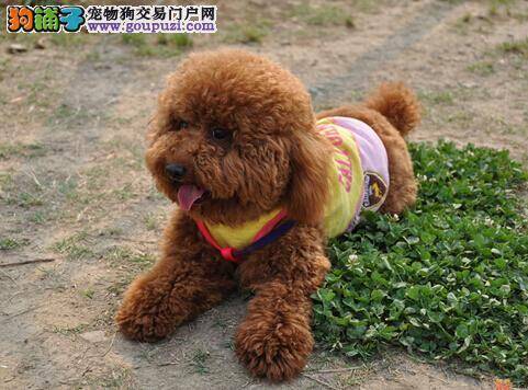 成长初期巧护理 刚出生后的贵宾犬幼犬要怎样喂养